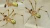 Heterotheridion nigrovariegatum